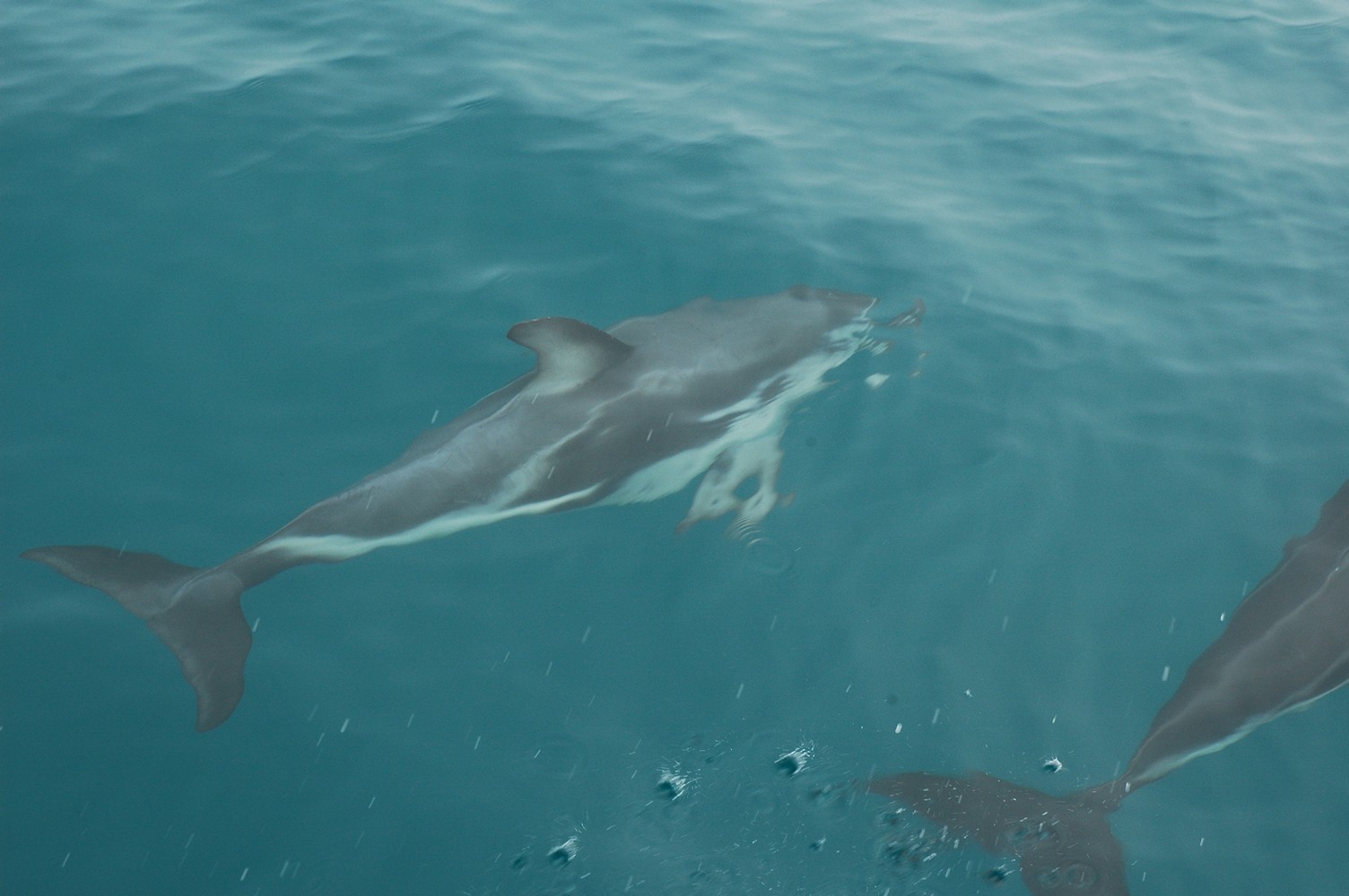 203   30 01   Kaikoura